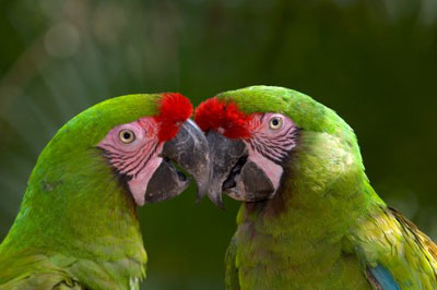 dia mundial do meio ambiente