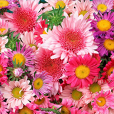 Dia Internacional da Mulher