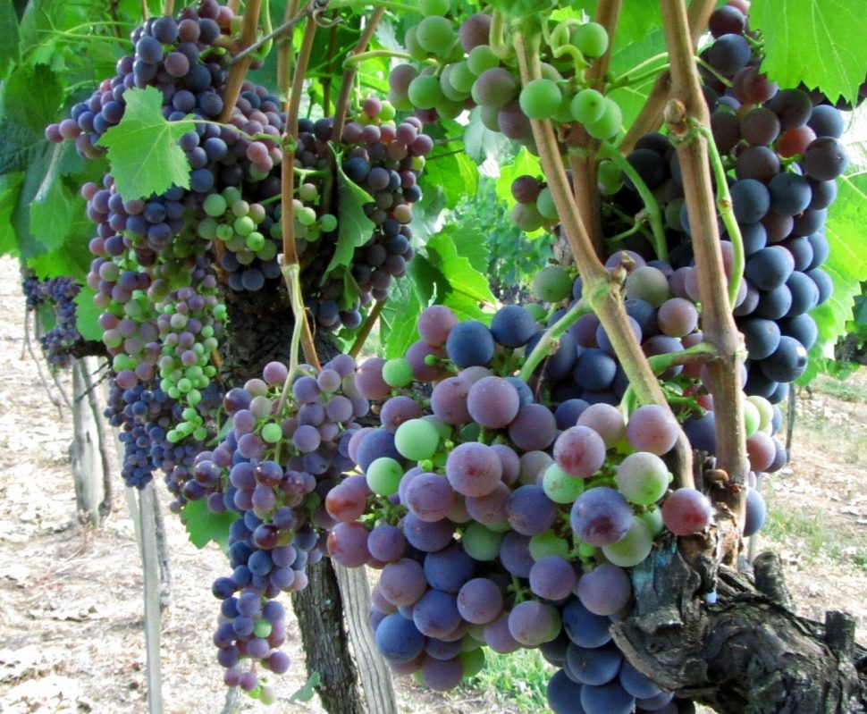 enoturismo Rodoviariaonline