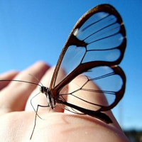 dia mundial do meio ambiente