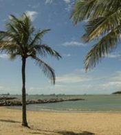 areia de praia e um coqueiro com a água da praia ao fundo
