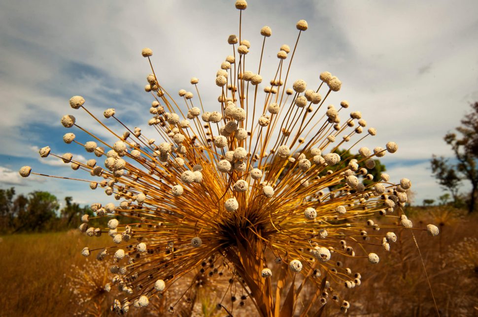 O que fazer no Jalapão, encontre as melhores ideias.