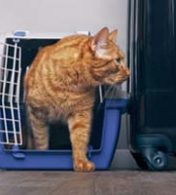 viaje-de-onibus-e-leve-seu-bicho-de-estimacao-com-voce