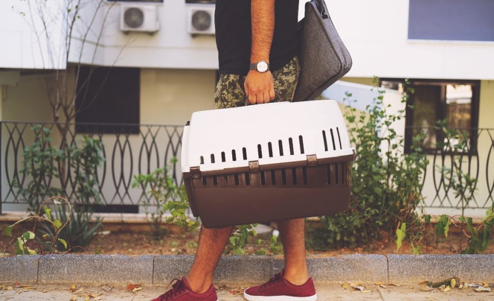 viaje-de-onibus-e-leve-seu-bicho-de-estimacao-com-voce