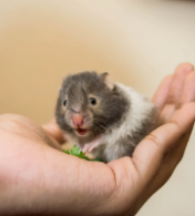 Você Pode Levar Seu Hamster Para Viajar De Ônibus?